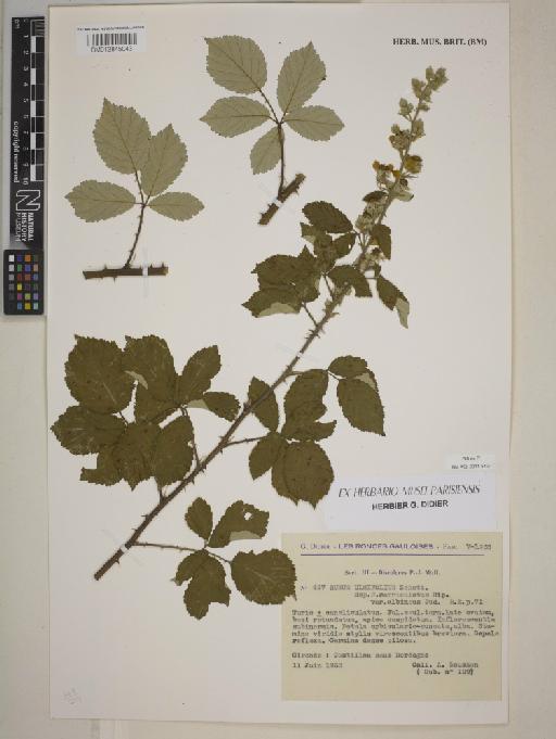 Rubus ulmifolius subsp. serriculatus var. albineus Sudre - BM013845043