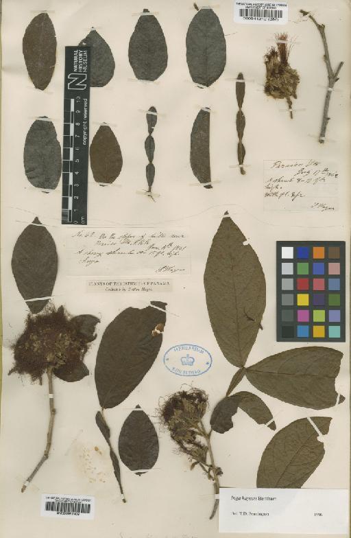 Inga hayesii Benth. - BM000952409