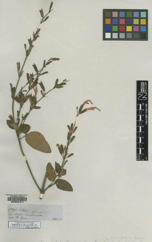 Salvia sprucei Briq - BM000624810