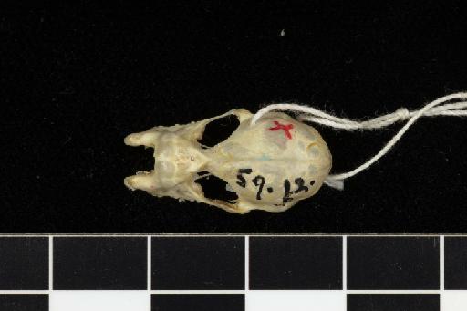 Rhinolophus arcuatus proconsulis Hill, 1959 - 1959_12-Rhinolophus_arcuatus_proconsulis-Holotype-Skull-dorsal