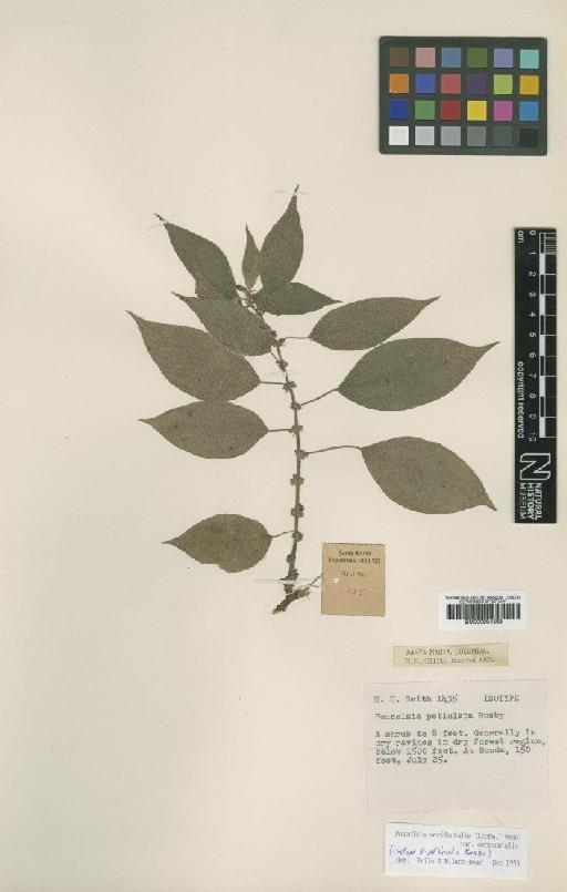 Pouzolzia occidentalis (Liebm.) Wedd. - BM000993399