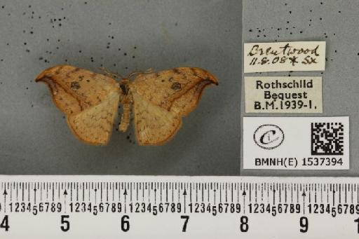 Drepana falcataria (Linnaeus, 1758) - BMNHE_1537394_200527