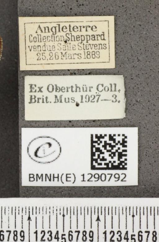 Satyrium pruni (Linnaeus, 1758) - BMNHE_1290792_label_126468