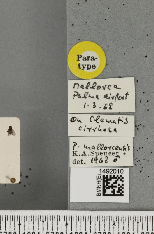 Phytomyza mallorecensis Spencer, 1969 - BMNHE_1492010_label_53710