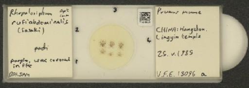 Rhopalosiphum rufiabdominalis Sasaki, 1899 - 010108493_112780_1095924