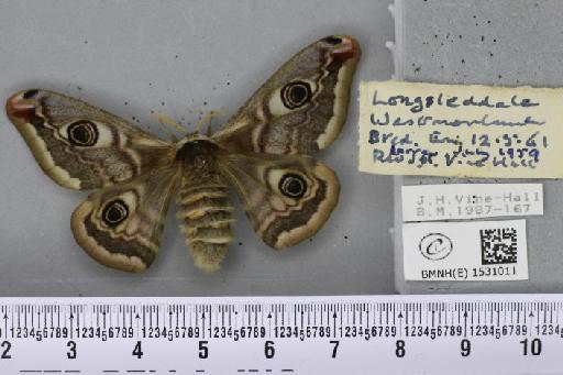 Saturnia pavonia (Linnaeus, 1758) - BMNHE_1531011_198926