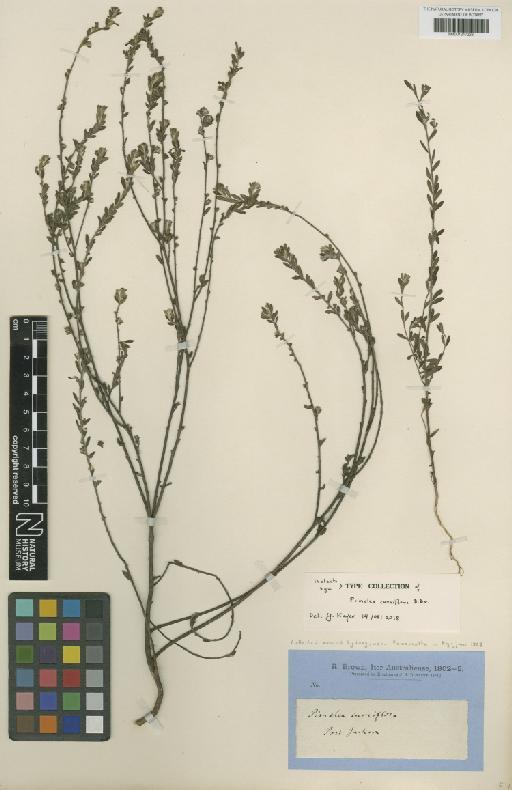 Pimelea curviflora R.Br. - BM001217226