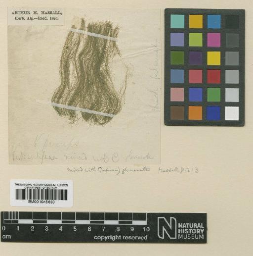 Oedogonium princeps (Hassall) Wittrock - BM001045630