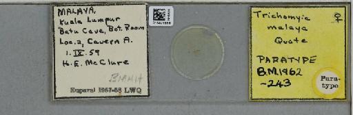 Trichomyia malaya Quate, 1962 - 015421860_811399_1329231_828698_Type
