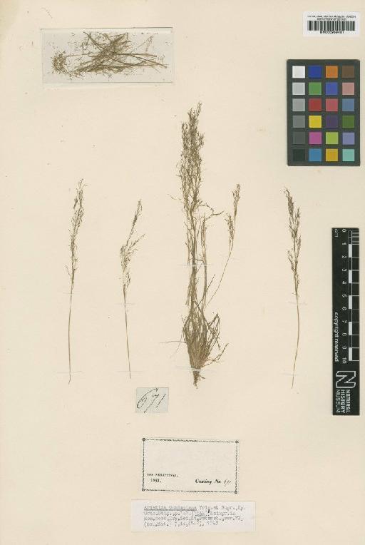 Aristida cumingiana Trin. & Rupr. - BM000959481