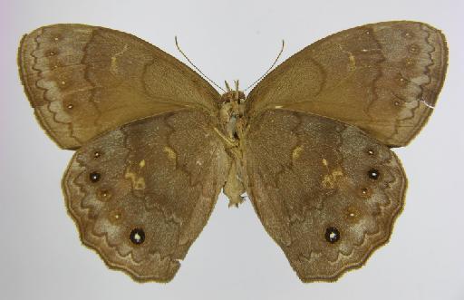 Debis marpessa Hewitson, 1862 - BMNH(E)_1267100_Pseudodebis_(Debis)_marpessa_Hewitson_T_male_ (3)