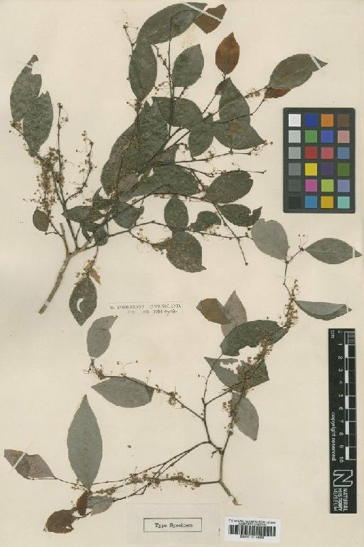 Phyllanthus cuscutiflorus S.Moore - BM001014888