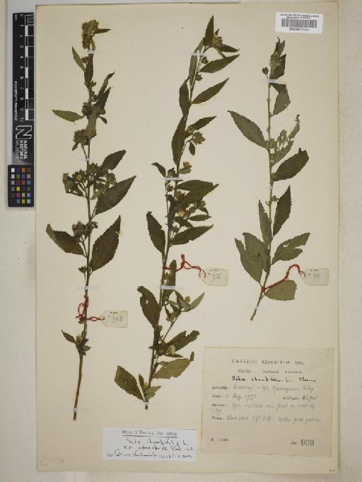 Sida rhombifolia var. afroscabrida - BM000827349