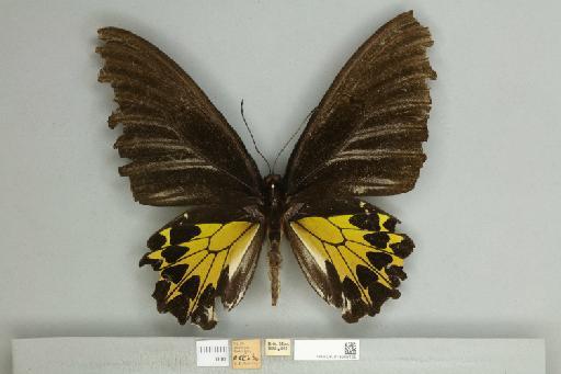 Troides helena spilotia Rothschild, 1908 - 013606199__1249359