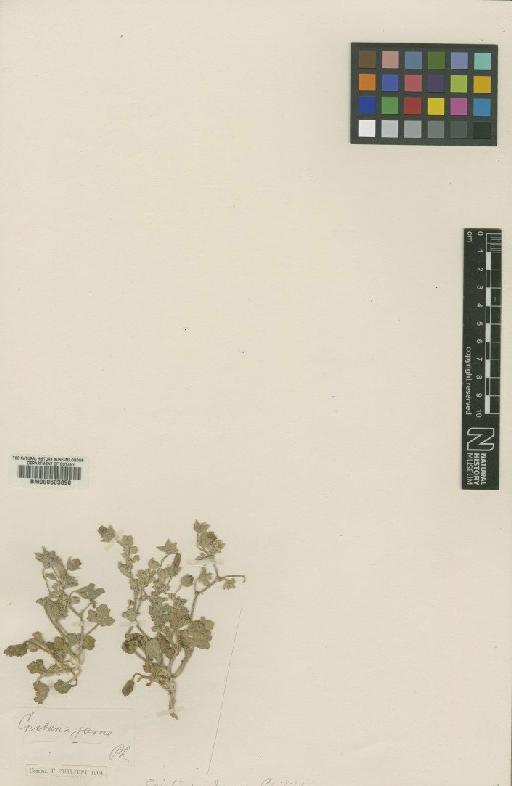 Cristaria jarae Philippi - BM000603890