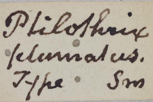 Ptilothrix plumata Smith, F., 1853 - Ptilothrix_plumata-BMNH(E)#970988_syntype-label_2-0_8X