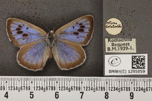 Maculinea arion eutyphron (Fruhstorfer, 1915) - BMNHE_1295859_133651