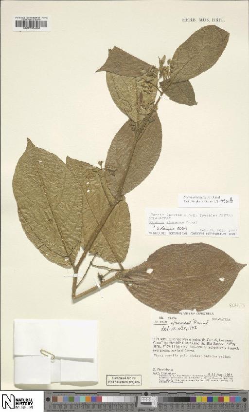 Solanum L. - BM000934866