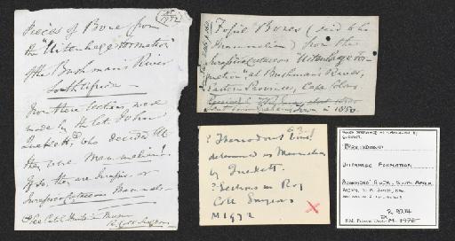 Dinosauria Owen, 1841 - NHMUK PV R 9214 - labels