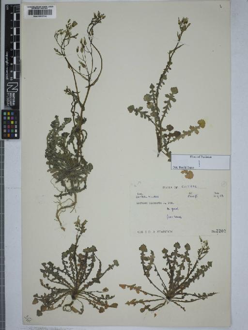 Lactuca dissecta D.Don - 000802790