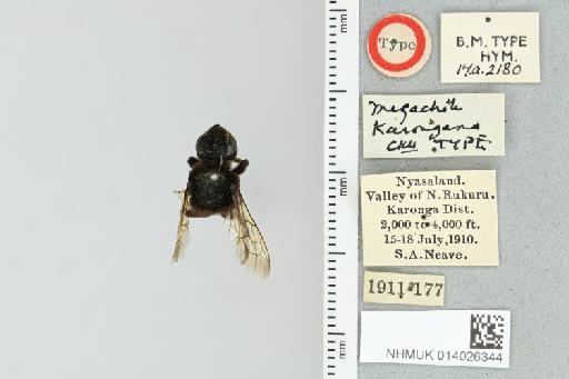 Chalicodoma karonganum (Cockerell, 1937) - 014026344_835584_1629500-