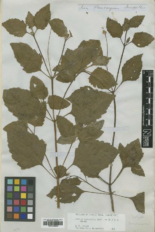 Acmella paniculata Wall. ex DC. - BM000945854