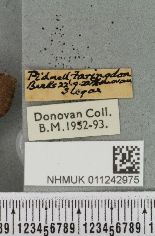 Aporophyla lutulenta (Denis & Schiffermüller, 1775) - NHMUK_011242975_label_644098