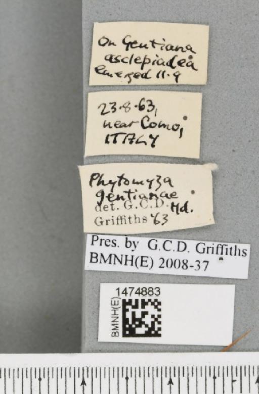 Chromatomyia gentianae (Hendel, 1920) - BMNHE_1474883_label_48381