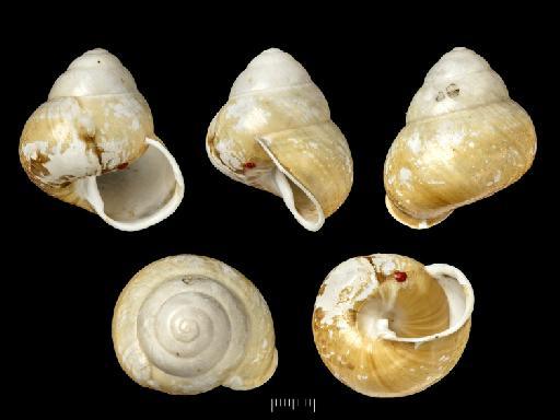 Bulimus caesar Pfeiffer, 1855 - 20190002, SYNTYPES, Bulimus caesar Pfeiffer, 1855