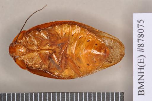Epilampra conspicua Walker, 1868 - Epilampra conspicua Walker, F, 1868, unsexed, holotype, ventral. Photographer: Heidi Hopkins. BMNH(E)#878075