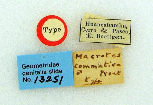 Macrotes commatica Prout, 1916 - Macrotes commatica Prout holotype labels