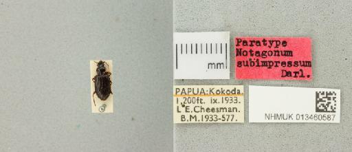 Notagonum subimpressum Darlington, 1952 - 013460587_769780_946068