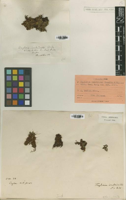 Tayloria indica Mitt. - BM000982936_a