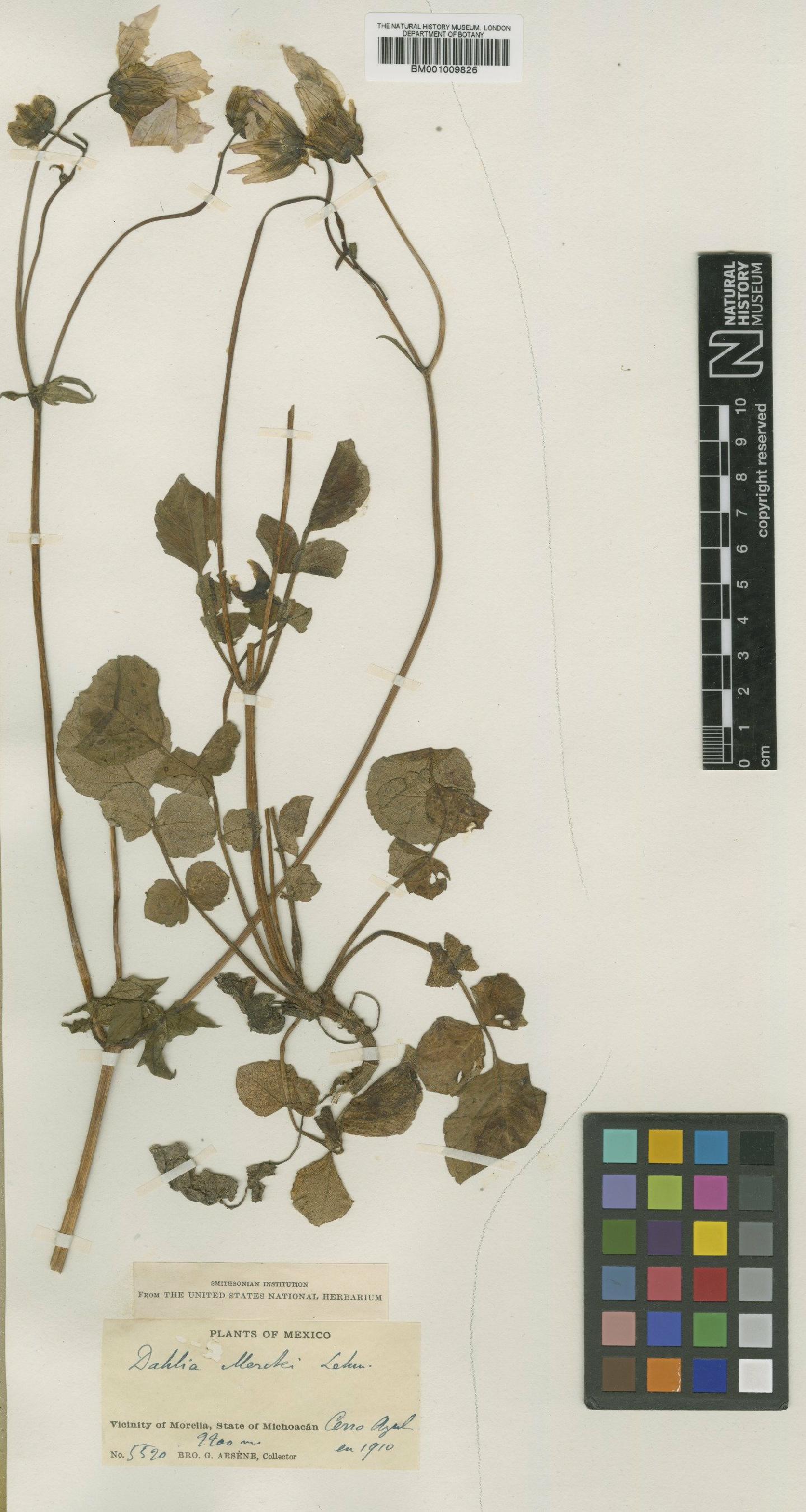 To NHMUK collection (Dahlia scapigera var. arsenei Sherff; Type; NHMUK:ecatalogue:622338)