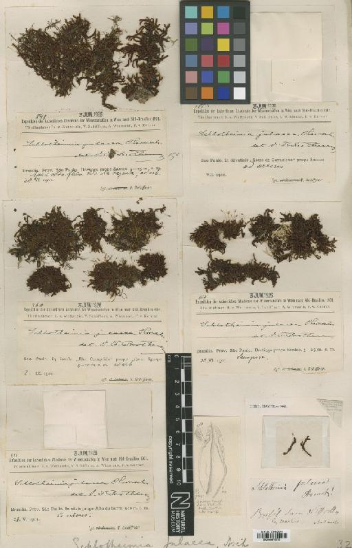 Schlotheimia rugifolia (Hook.) Schwägr. - BM000873379_a