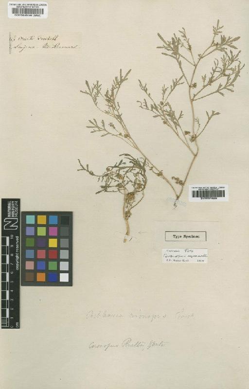 Coronopus squamatus (Forssk.) Asch. - BM000946225