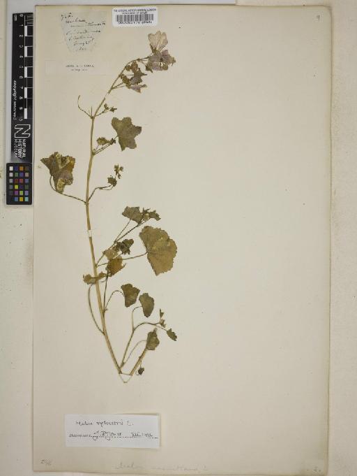 Malva sylvestris L. - BM000083176