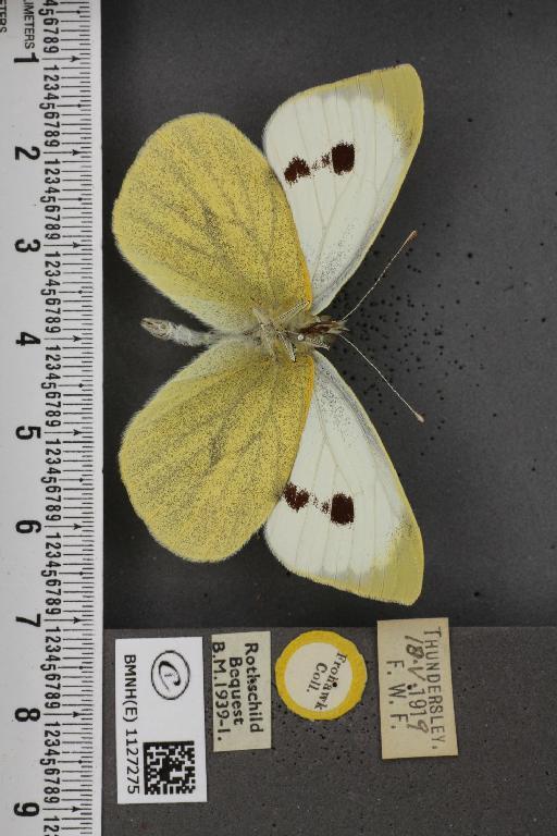 Pieris brassicae ab. fasciata Kiefer, 1918 - BMNHE_1127275_84413