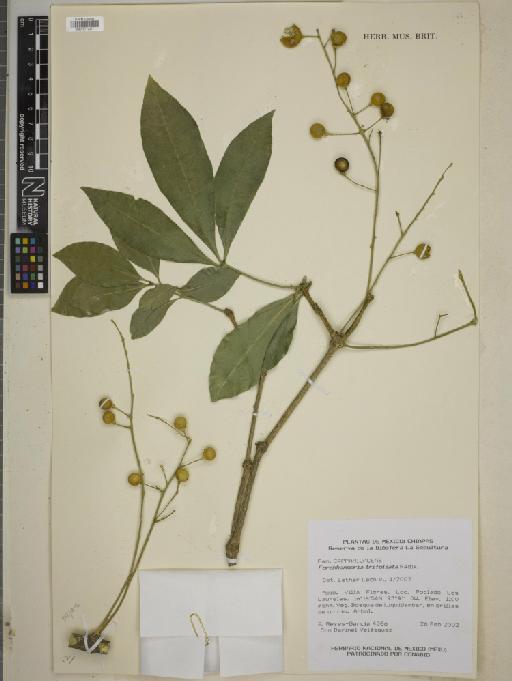Forchhammeria trifoliata Radlk. - BM010772377