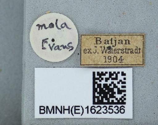 Hasora hurama mola Evans, 1949 - Hasora hurama mola Evans holotype 1623536 labels