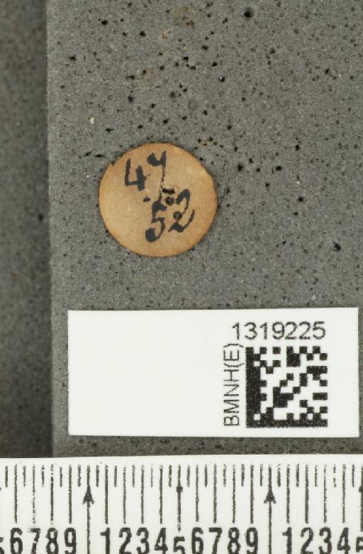 Diabrotica gratiosa Baly, 1886 - BMNHE_1319225_a_label_17817