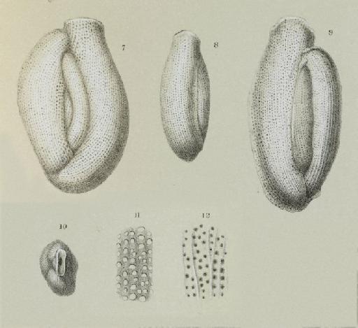 Miliolina rupertiana Brady, 1881 - ZF1893_7_9_Edentostomina_rupertiana.jpg