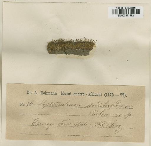 Ditrichum brachypodum (Müll.Hal.) Broth. - BM000871982