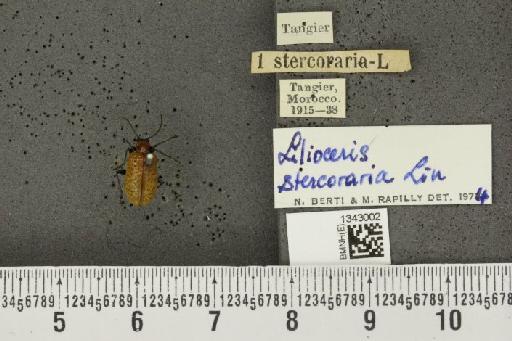 Lilioceris (Lilioceris) lilii stercoraria (Linnaeus, 1767) - BMNHE_1343002_13096