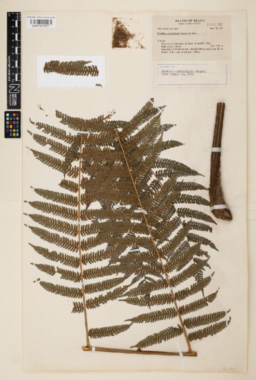 Cyathea schizolepis Copel. - 013859523