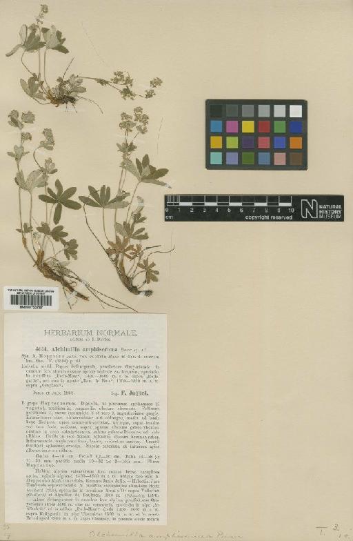 Alchemilla plicatula Gand. - BM000750797