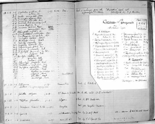 Caprella horrida parvorder Caprellidira G.O. Sars, 1877 - Zoology Accessions Register: Crustacea: 1876 - 1905: page 132
