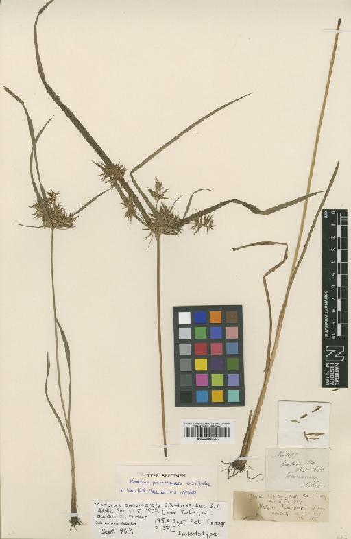 Mariscus panamensis C.B.Clarke - BM000938337