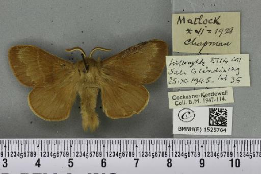 Macrothylacia rubi ab. ferruginea-unilinea Tutt, 1902 - BMNHE_1525764_196457