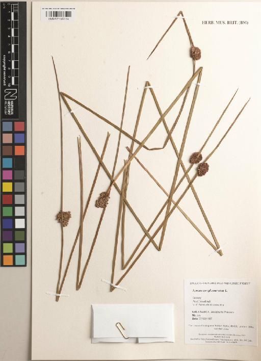 Juncus conglomeratus L. - BM012556614